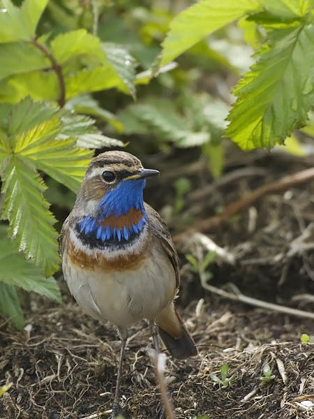 Sinirinta, Bluethroat, Luscinia svecica
